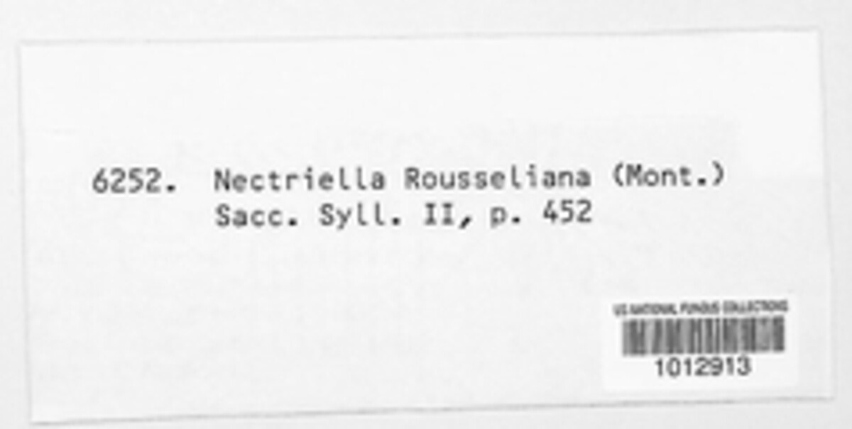 Pseudonectria buxi image
